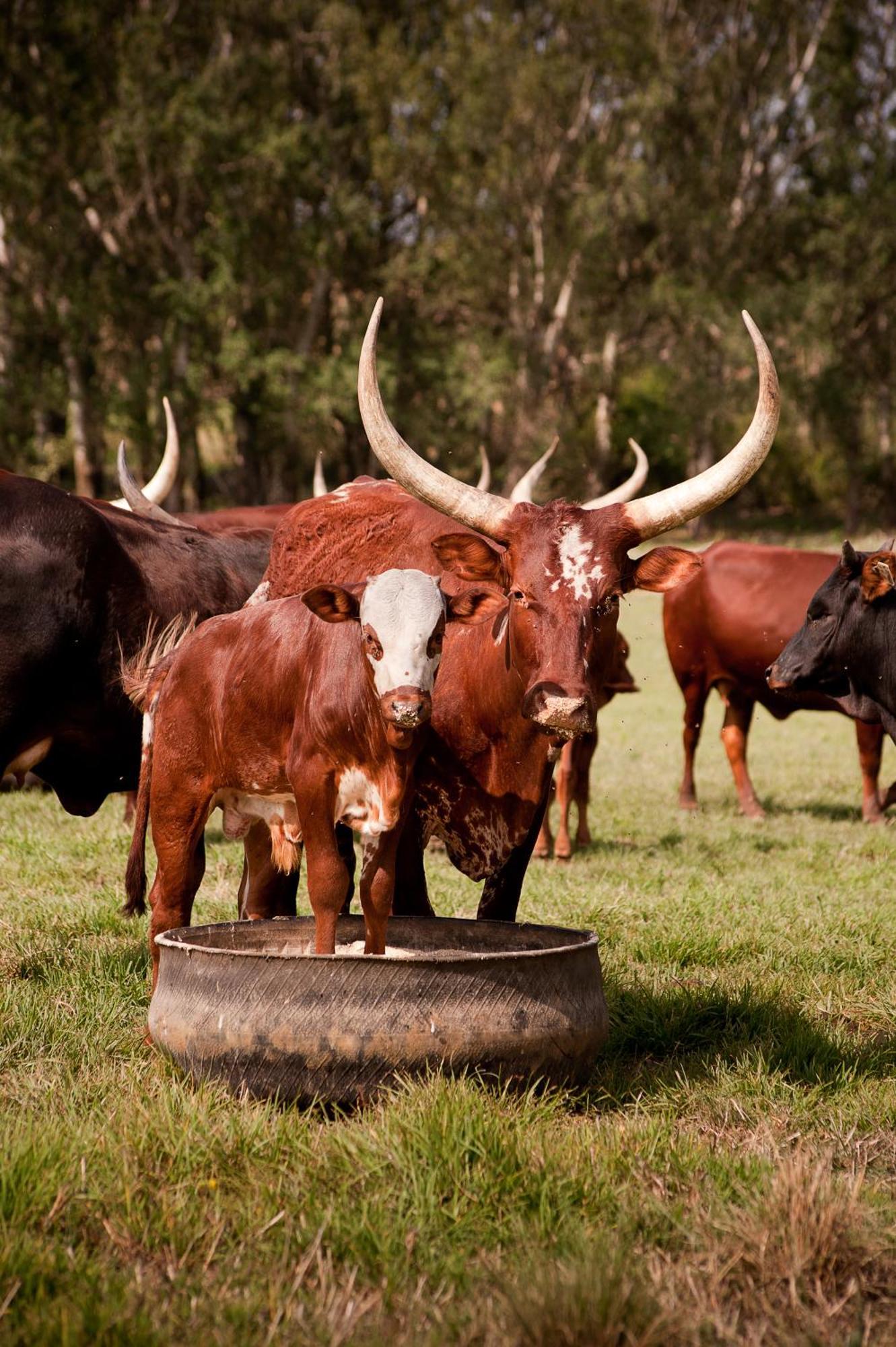 Dalmore Guest Farm Bergville Esterno foto